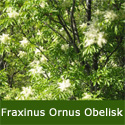 <font color="red">[DELIVERED 16TH AUGUST 2012]</font> Obelisk Ash Tree (Fraxinus ornus 'Obelisk') Supplied height 1.5 - 1.8m, 12L Pot, LOW MAINTENANCE, SMALL TREE, POOR SOIL TOLERANT **FREE UK MAINLAND DELIVERY + FREE 100% TREE WARRANTY**
