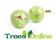Gooseberry Soft Fruit