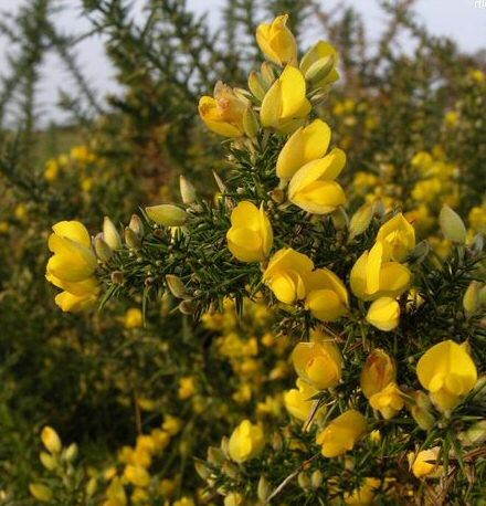 Gorse Shrubs