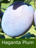 Haganta Plum Tree (C3) Eating, Fruits September, Height 1.5m-2.0m, 2-3 years Old, 7-12L pot, BIG PLUMS + KEEPS WELL + LOW DISEASE + FREE UK MAINLAND DELIVERY + 100% TREE WARRANTY