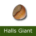 Halls Giant Hazelnut Tree 2-3 Years Old, LARGE NUT + MITE RESISTANT **FREE UK MAINLAND DELIVERY + FREE 100% TREE WARRANTY**