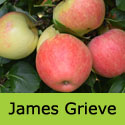 James Grieve Apple Tree (C3) SELF FERTILE + EATING AND COOKING + RELIABLE + POPULAR + CRISP, 1-3 years old, delivered 1-2m tall, **FREE UK MAINLAND DELIVERY + FREE 100% TREE WARRANTY**