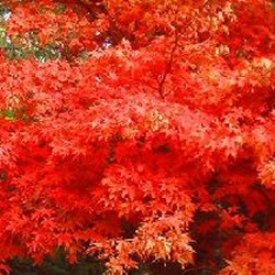 Osakazuki Japanese Maple Tree (Acer palmatum `Osakazuki`) Supplied height 1.25 metres in a 7 litre container **PRICE INCLUDES FREE UK MAINLAND DELIVERY**
