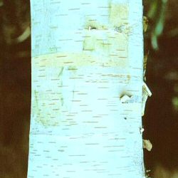 Jermyns White Birch Tree, Betula utilis Jermyns **FREE UK MAINLAND DELIVERY + FREE 100% TREE WARRANTY**