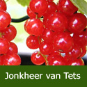 Redcurrant (Ribes) Jonkheer van Tets 3 Litre Containerised Bushes **FREE UK MAINLAND DELIVERY + FREE 100% TREE WARRANTY**