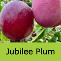 Jubilee Plum Tree (C3) Eating, Fruits Mid August, SELF FERTILE + GREAT QUALITY + FREE UK MAINLAND DELIVERY + 100% TREE WARRANTY