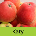 Katy Apple Tree (C3) LARGE CROP + FIRM + GOOD POLLINATOR + NORTH UK + JUICING + DISEASE RESISTANT, 1-3 years old, delivered 1-2m tall, **FREE UK MAINLAND DELIVERY + FREE 100% TREE WARRANTY**