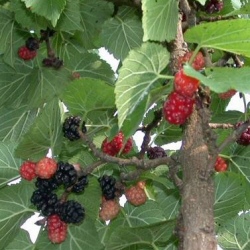 King James Black Mulberry Tree, Self Fertile + Very Popular, + Large Fruit + Intense Flavour *** FREE UK MAINLAND DELIVERY + 3 YR LTD WARRANTY ***