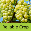 Reliable Lakemont Grape Vine