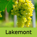 Lakemont Grape Vine, Eating + Cooking, White, Outdoor, SEEDLESS + MILDEW RESISTANT **FREE UK DELIVERY + FREE 3 YEAR LTD WARRANTY**
