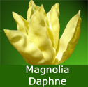 Daphne Magnolia Tree 1.25-2.00m 12L pot, 2-3 Years Old, VIVID YELLOW FLOWERS + AWARD **FREE UK MAINLAND DELIVERY + FREE 100% TREE WARRANTY**