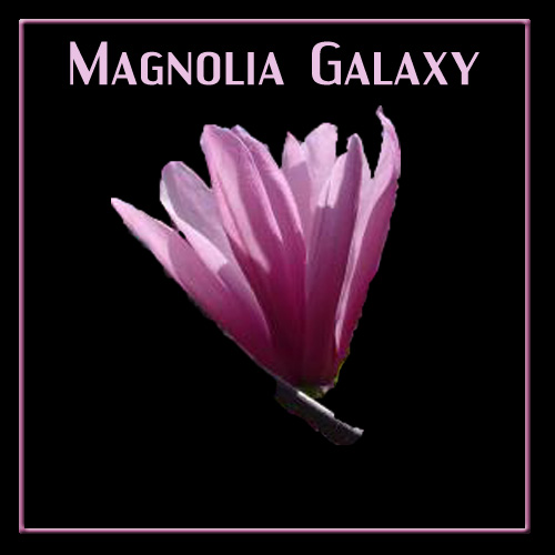 Magnolia Galaxy tree flower