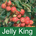 Malus Jelly King Crab Apple (4) SMALL TREE + EXCELLENT PINK JELLY + LONG FRUITING + HEAVY CROPPER + DISEASE RESISTANT **FREE UK MAINLAND DELIVERY + FREE 100% TREE WARRANTY**