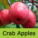 Mature John Downie(4) Crab Apple Tree, POPULAR + AWARD +GOOD FOR JELLY + FAST GROWING **FREE UK MAINLAND DELIVERY + FREE TREE WARRANTY**