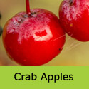 Toringo Scarlett Crab Apple Tree Supplied DISEASE RESISTANT + WILDLIFE **FREE UK MAINLAND DELIVERY + FREE 3 YEAR TREE WARRANTY**