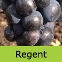Regent Grape Vine, Eating + Cooking, Blue/Black, Outdoor, VERY POPULAR + LARGE GRAPES + ORNAMENTAL + DISEASE RESISTANT **FREE UK DELIVERY + FREE 3 YEAR LTD WARRANTY**