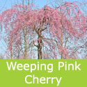 Mature Weeping Pink Cherry Tree, Prunus Subhirtella Pendula Plena Rosea. **FREE UK MAINLAND DELIVERY + FREE 100% TREE WARRANTY**