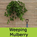 Weeping White Mulberry Tree, Morus Alba Pendula. Small, edible fruits, coastal and hide from the in-laws **FREE + FREE TREE WARRANTY**
