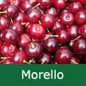 F Bare Root Morello Cherry Tree, 1-2 metres tall, 1-3 years old, (FRUIT AUGUST + COOKING + CANKER RESISTANT +NORTH UK + RELIABLE + LARGE FRUITS) **FREE UK MAINLAND DELIVERY + FREE 100% TREE WARRANTY**