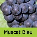 Muscat Blue (or Bleu) Grape Vine, Eating + Cooking, Black, Outdoor DISEASE RESISTANT + RELIABLE + LARGE GRAPES**FREE UK DELIVERY + FREE 3 YEAR LTD WARRANTY**