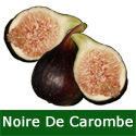 Noire De Carombe Fig Tree, height 50 - 100cm in a 5L pot, 2-3 years old, JUICY SWEET TASTE + HARDY + BLACK SKIN **FREE UK MAINLAND DELIVERY + FREE 100% TREE WARRANTY** Noire De Carombe Fig Tree, height 50 - 100cm in a 5L pot, 2-3 years old, JUICY SWEET TASTE + HARDY + BLACK SKIN **FREE UK MAINLAND DELIVERY + FREE 100% TREE WARRANTY**