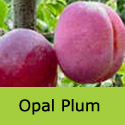 Opal Plum Tree (C3), Eating, Fruits Late July, Supplied Height 1.5m-2.0m, 2-3 Years Old, SELF FERTILE + RELIABLE FREE UK MAINLAND DELIVERY + 100% TREE WARRANTY