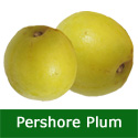 Yellow Pershore Plum Tree (C2) Eating + Cooking, Fruits Mid August, Height 1.5m-2.0m, 2-3 Years Old, 7-12L pot, SELF FERTILE + LARGE HARVEST +FREE UK MAINLAND DELIVERY + 100% TREE WARRANTY