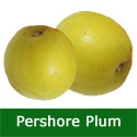 <font color="red">[DELIVERED 16TH AUGUST 2012]</font> Yellow Pershore Plum Tree, Large Harvest, At Least 2 Years Old, Supplied 1.25 - 1.5+ m tall, C2 SELF FERTILE  12L Pot, Pixy root stock **FREE UK MAINLAND DELIVERY + FREE 100% TREE WARRANTY**