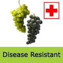Phoenix disease resistant grape vine