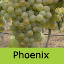 Phoenix Grape Vine, Eating + Cooking, White, Outdoor, LARGE CROP, DESSERT + WINE + HARDY + MILDEW RESISTANT **FREE UK DELIVERY + FREE 3 YEAR LTD WARRANTY**