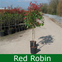 Red Robin Photinia Tree (Photinia X fraseri `Red Robin`) ATTRACTIVE + EVERGREEN + TOPIARY + CONTAINER, Supplied height 1.5 to 1.8 metres in a 12 litre container **FREE UK MAINLAND DELIVERY + FREE 100% TREE WARRANTY**