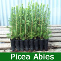 Norway Spruce Christmas Tree (Picea abies) 20-40cm trees**FREE UK MAINLAND DELIVERY + FREE 100% TREE WARRANTY**