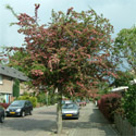 Mature Crataegus Pauls Scarlet, Double Red Flowered or Midland Hawthorn Tree **FREE UK MAINLAND DELIVERY + FREE 100% TREE WARRANTY**