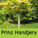 Prinz Handjery Sycamore Maple Tree, COAST + EXPOSED LOCATION **FREE UK MAINLAND DELIVERY + FREE 100% TREE WARRANTY**