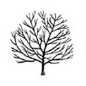Prinz Handjery Sycamore Maple Tree, COAST + EXPOSED LOCATION **FREE UK MAINLAND DELIVERY + FREE 100% TREE WARRANTY**