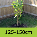 Prunus Amanogawa Flagpole Cherry Tree just planted