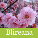DELIVERED SEPTEMBER 2024 Prunus Blireana Ornamental Plum Tree, AWARD + SMALL + FRAGRANT**FREE UK MAINLAND DELIVERY + FREE 100% TREE WARRANTY**