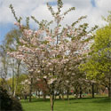 Prunus Ichiyo, Pink Champagne Japanese Flowering Cherry Tree, AWARD + MEDIUM HEIGHT + AUTUMNAL REDS **FREE UK MAINLAND DELIVERY + FREE 100% TREE WARRANTY**