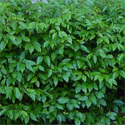 DELIVERED SEPTEMBER 2024 Portugal Laurel Hedge (Prunus Lusitanica) EVERGREEN + TOPIARY + HARDY 15-40cm Shrubs **FREE UK MAINLAND DELIVERY + FREE 100% TREE WARRANTY**