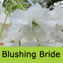 Blushing Bride Tree, Prunus Shogetsu, **FREE UK MAINLAND DELIVERY + FREE 100% TREE WARRANTY**