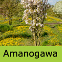 Prunus Amanogawa Flagpole Cherry Tree Flowers