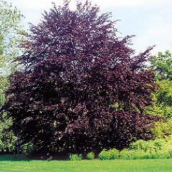 Mature Purple or Copper Beech Tree