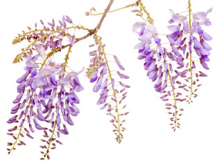 Burford Wisteria Tree Vine (Wisteria 'Burford') 4+ Years old, Supplied 1.0 - 1.25m in a 3-7L Pot, **FREE UK MAINLAND DELIVERY + FREE 100% TREE WARRANTY**