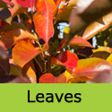 Ornamental Pear Tree Pyrus calleryana Chanticleer leaves
