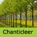 Chanticleer Ornamental Pear Tree Pyrus Calleryana Chanticleer AWARD + DROUGHT TOLERANT **FREE UK MAINLAND DELIVERY + FREE 100% TREE WARRANTY**