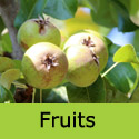 Ornamental Pear Tree Pyrus calleryana Chanticleer fruits