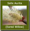 DELIVERED SEPTEMBER 2024 Salix Aurita (Eared Willow) 20-40cm, Grows to 3m, WET SITE SUITABLE + ATTRACTS INSECTS ***FREE UK MAINLAND DELIVERY + FREE 100% TREE WARRANTY***