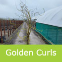Golden Curls Weeping Willow Tree Salix Erythroflexuosa Golden Curls/Twisted Willow WET SITE SUITABLE + COASTAL + ATTRACTIVE BARK + BRANCHES **FREE UK MAINLAND DELIVERY + FREE 3 YEAR TREE WARRANTY**