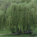 Golden Curls Weeping Willow Tree Mature Shape