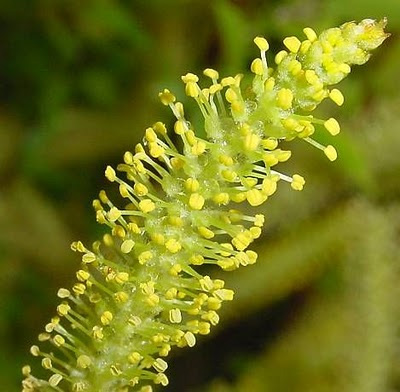 Almond Willow or Black Maul (salix triandra) Height 20-40cm Trees **FREE UK MAINLAND DELIVERY EXCEPT SCOTTISH HIGHLANDS**